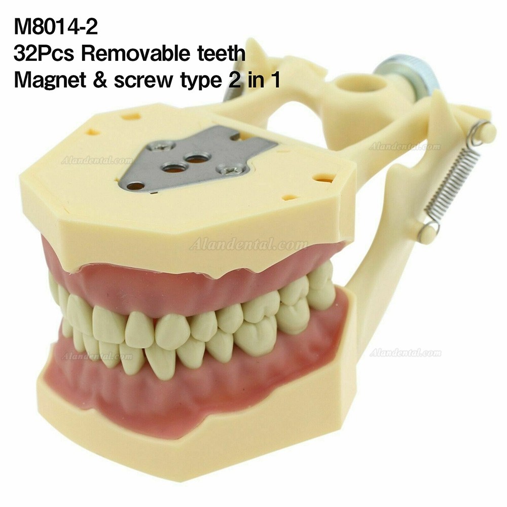 Dental Restorative Typodont Model 28/32 M8013/M8014-2 Compatible with Frasaco ANA-4/AG3